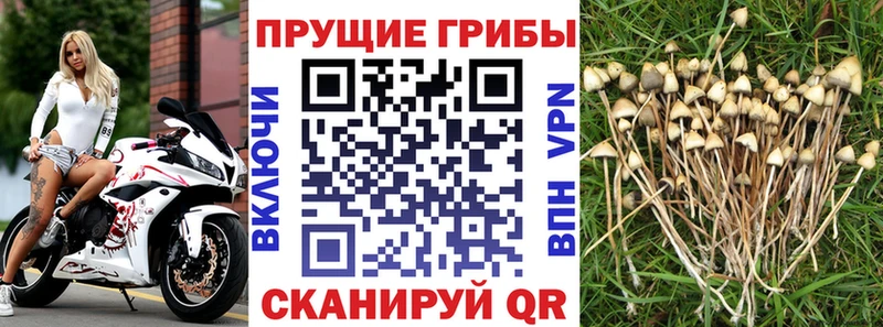 где купить наркоту  Монино  Псилоцибиновые грибы GOLDEN TEACHER 